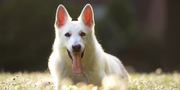 Health Care for Dogs: Ayurvedic & Home Care Tips Every Pet Parent Should Know